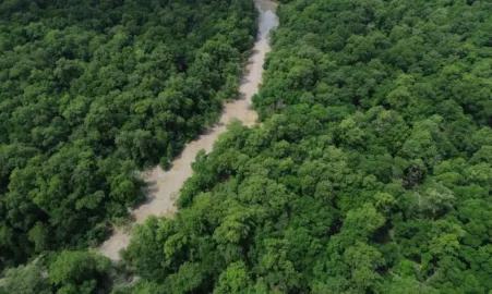 Dia da Amazônia 2026 e campanha pelo voto em defesa da floresta amazônica.