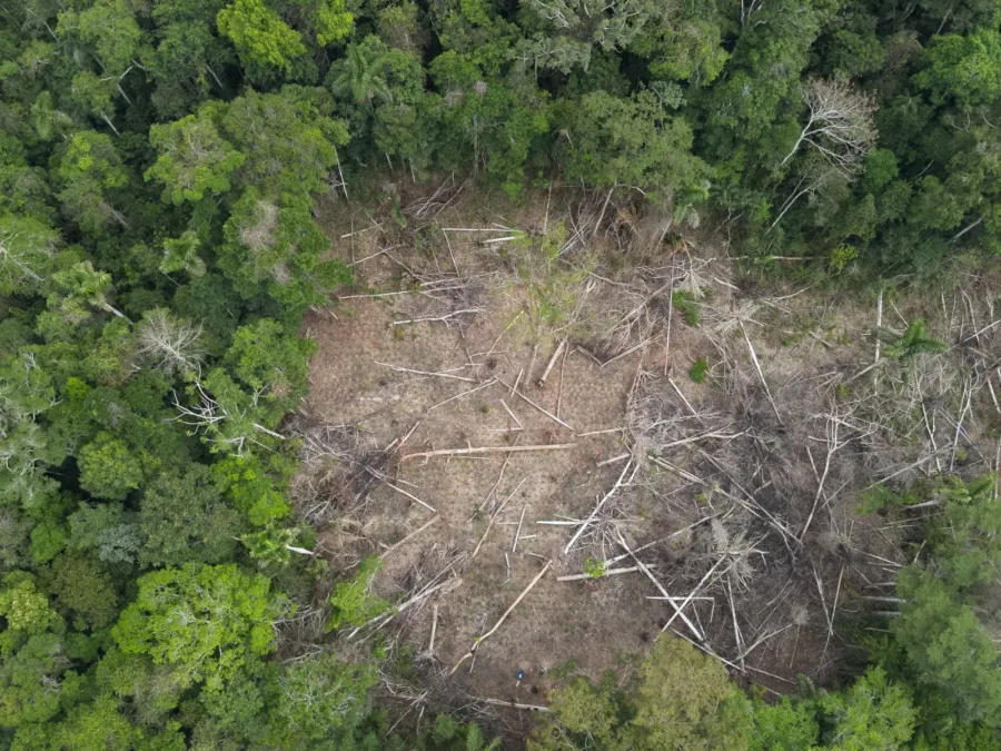 Operação descobre plantação de maconha em área isolada da Resex Chico Mendes