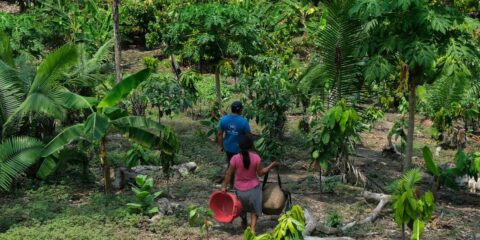 Da Amazônia ao Chaco, América Latina tem desafios com clima e terra