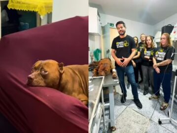 ONG resgata pitbull após morte de menina de 3 anos no Rio; animal sofria maus-tratos