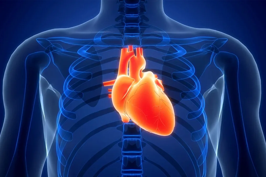 Cardiologista explica como as gorduras boas e ruins afetam o coração