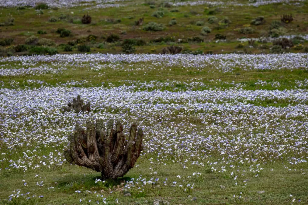 Deserto ganha "tapete de flores" após chuvas intensas causadas pelo El Niño