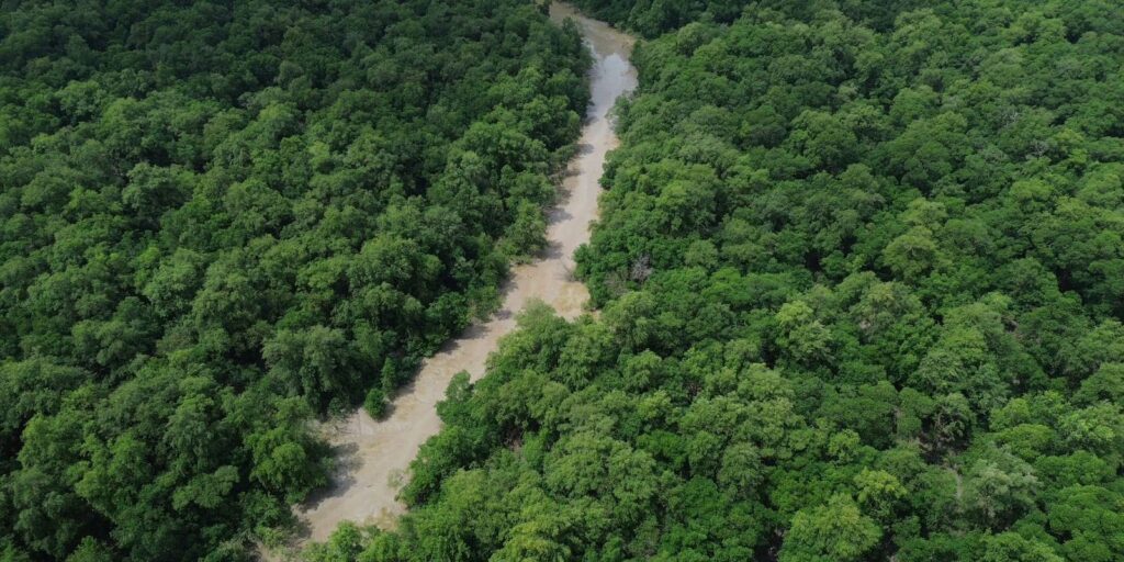 No Dia da Amazônia, campanha pede que eleitor vote por floresta em pé