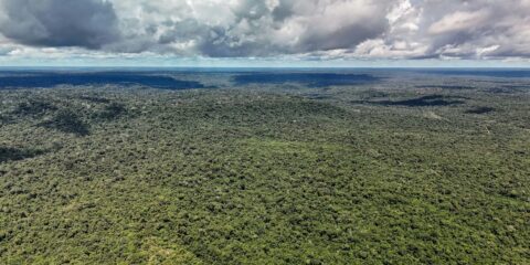 Reino Unido anuncia 400 mi de libras para Fundo Florestas Tropicais