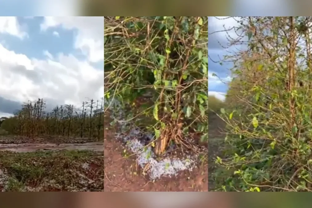 El Niño coloca agricultura de Minas em alerta para a primavera