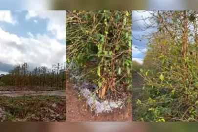 El Niño coloca agricultura de Minas em alerta para a primavera