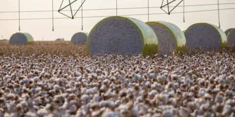 Entenda mudança no mapa que tirou Sorriso do topo da produção agrícola