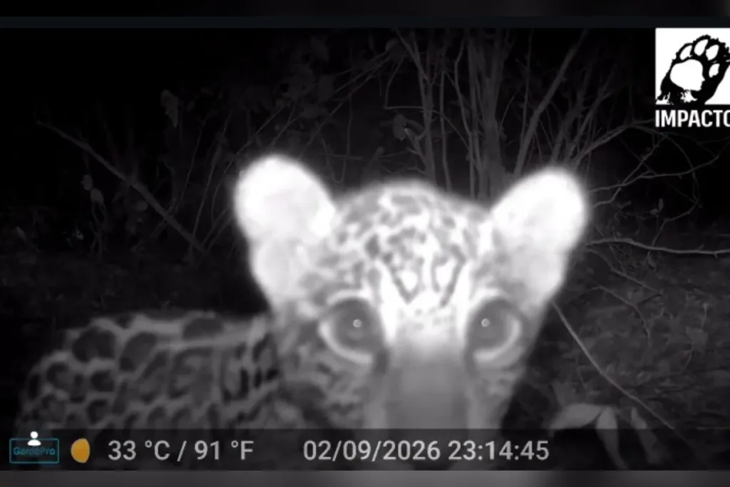 Filhote de onça-pintada é filmado brincando com troncos no Pantanal