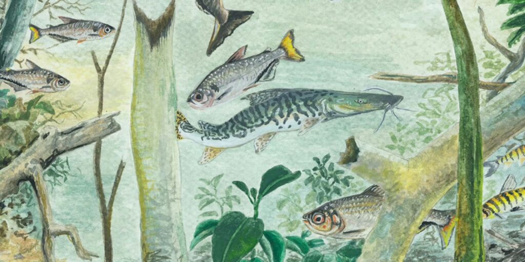 Amazônia tem mais de 2,7 mil espécies de peixes, aponta estudo