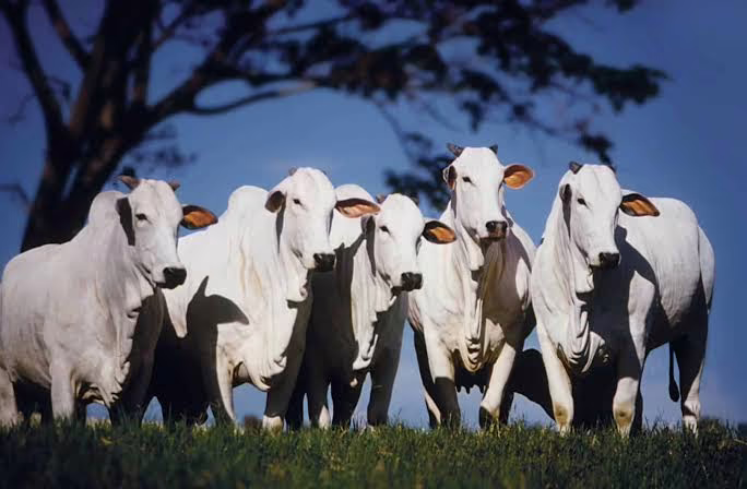 Pecuária aquecida: Acre movimenta mais de 700 mil cabeças de gado em 2026