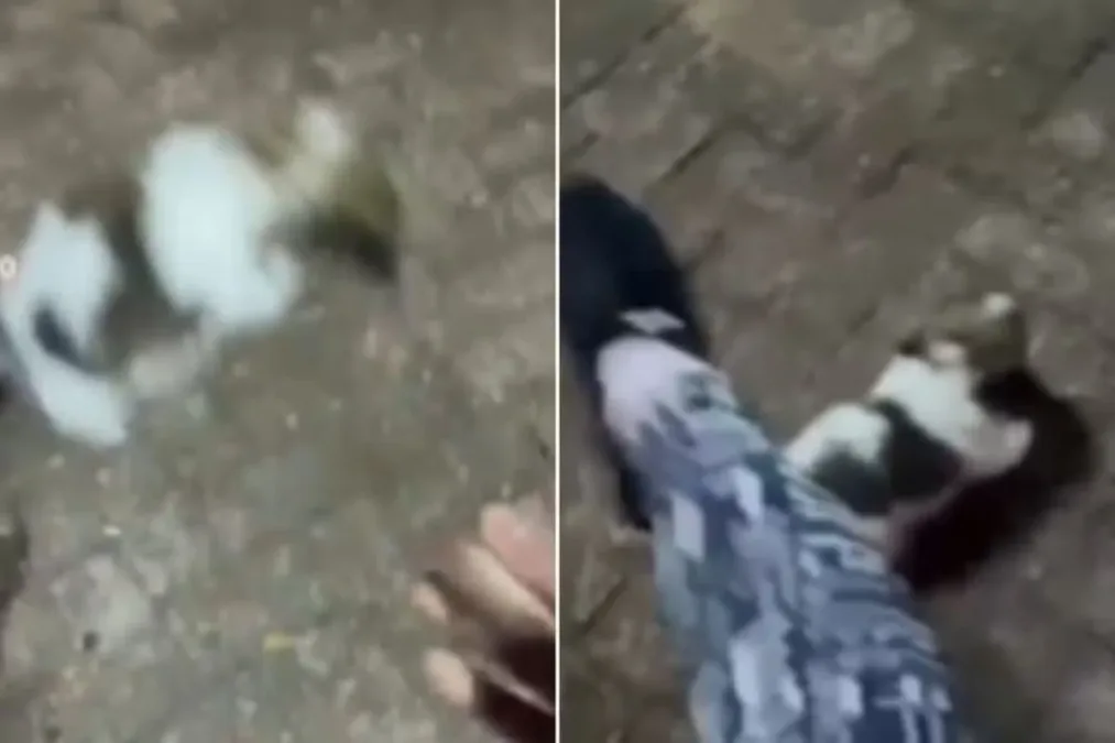 Influencer é presa após publicar vídeo chutando filhote de shih tzu