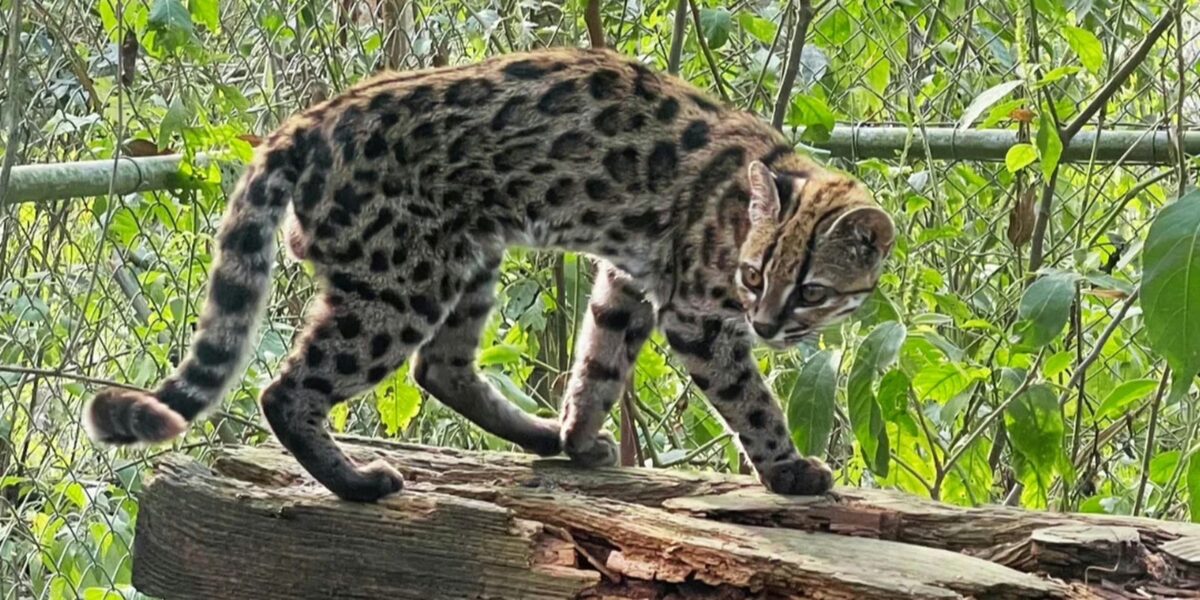 Nova espécie de felino é identificada em florestas da Bolívia