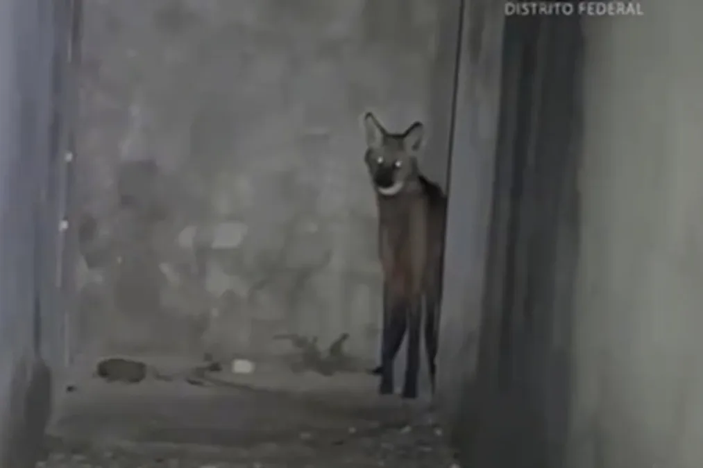 Lobo-guará é resgatado dentro de casa no DF e depois devolvido à natureza