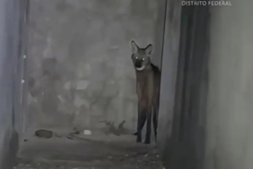 Lobo-guará é resgatado dentro de casa no DF e depois devolvido à natureza