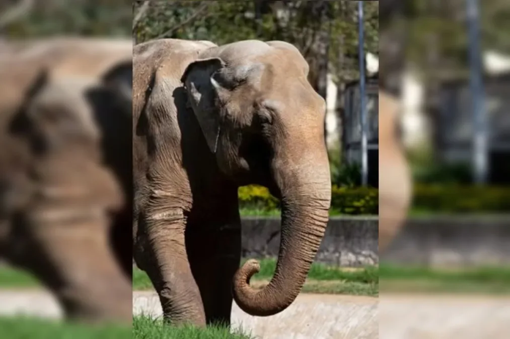 Maus-tratos: Elefante Sandro é transferido para santuário em Mato Grosso