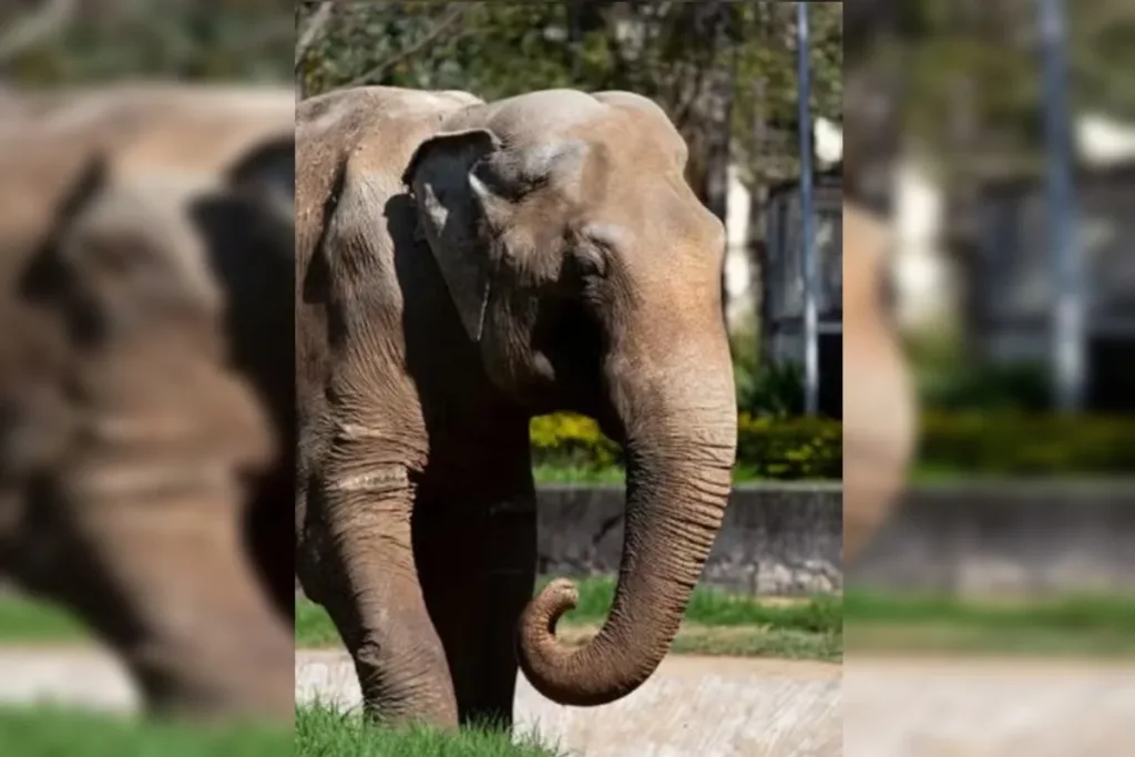 Maus-tratos: Elefante Sandro é transferido para santuário em Mato Grosso