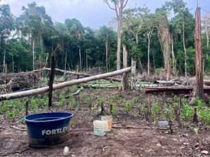 Plantação de maconha em Brasiléia é destruída pela Polícia Civil.