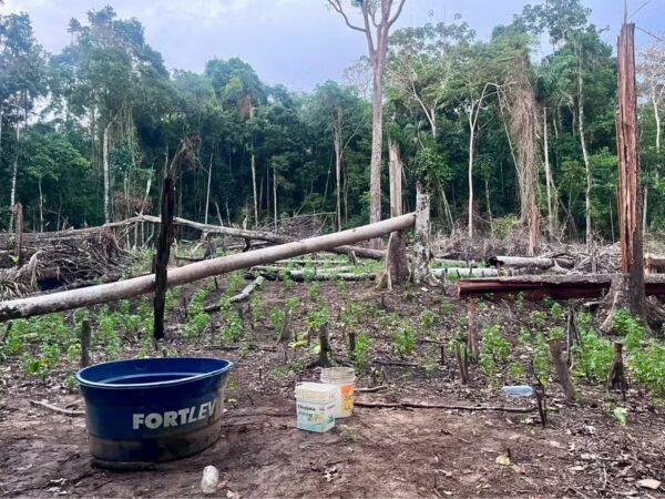 Plantação de maconha em Brasiléia é destruída pela Polícia Civil.