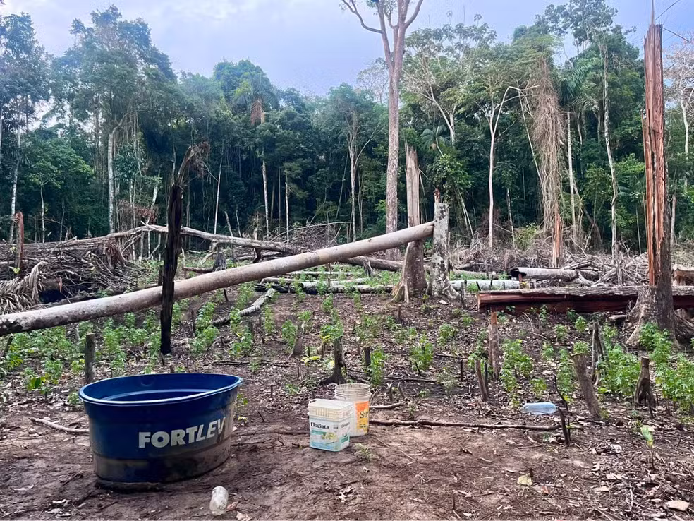 Plantação de maconha em Brasiléia é destruída pela Polícia Civil.