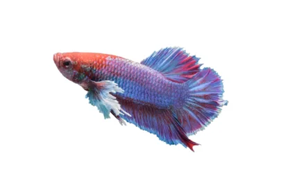 Peixe betta: bióloga lista cuidados necessários para o bem-estar do animal