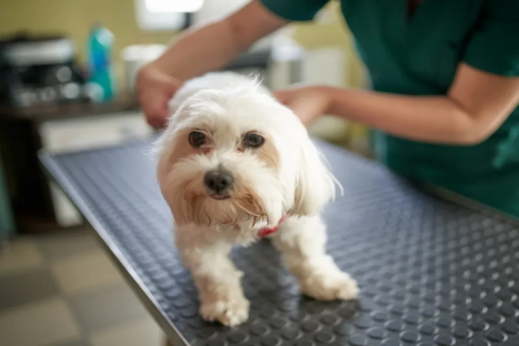 Pets de pelos claros precisam de cuidados específicos, alerta veterinária