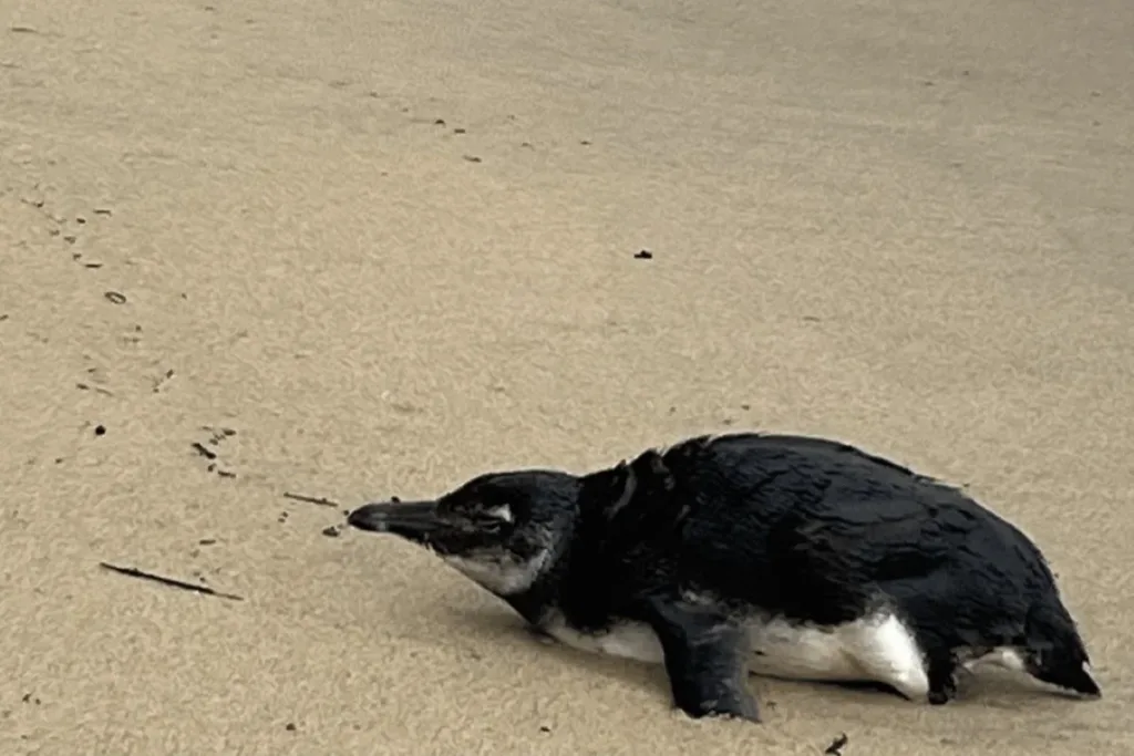 Pinguim-de-Magalhães é resgatado após encalhar em praia de Ilhabela