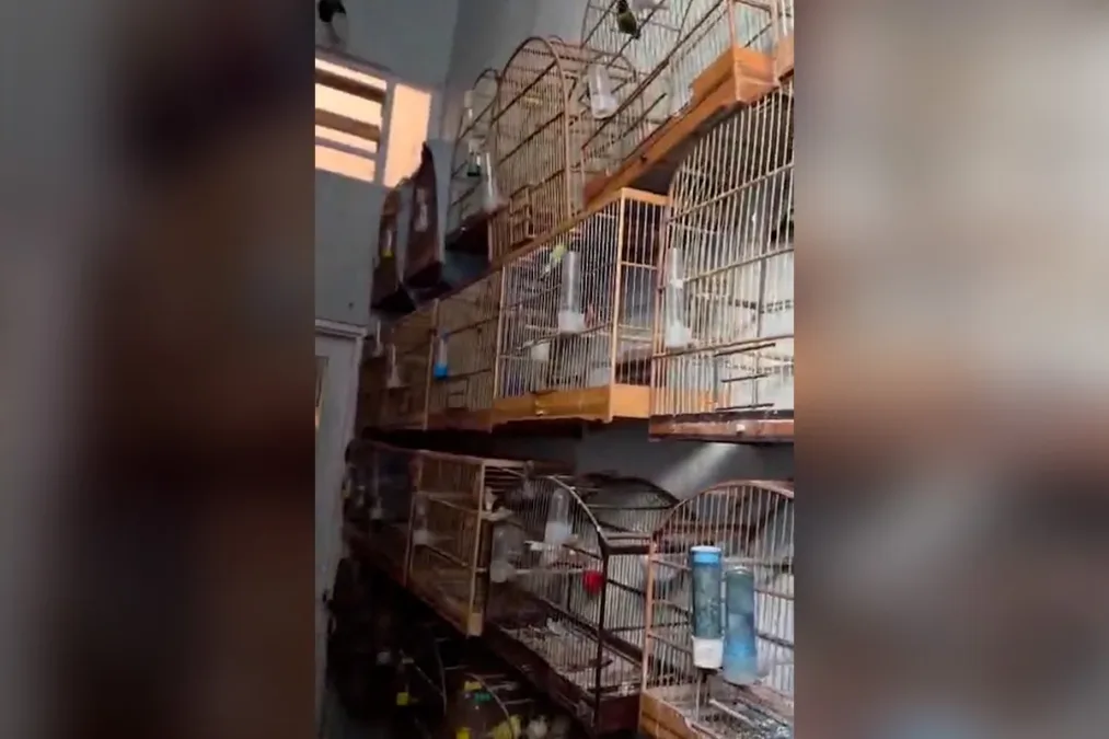 Polícia resgata 37 aves raras avaliadas em R$ 30 mil no Riacho Fundo
