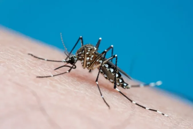 Reprodução do Aedes aegypti é identificada pela 1ª vez no Reino Unido