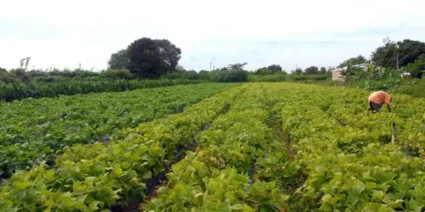 Segurança alimentar e povos indígenas têm R$ 64,3 milhões em crédito