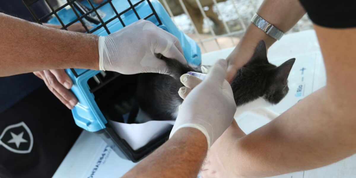 Rio confirma caso de raiva em cão que teve contato com morcego